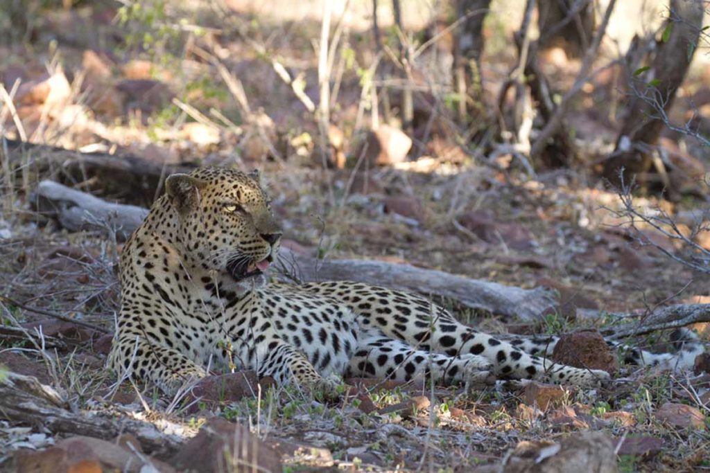 The Ndlovu male | Singita Kruger National Park