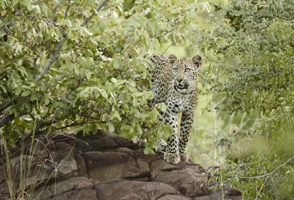 Leopards at Singita Kruger National Park