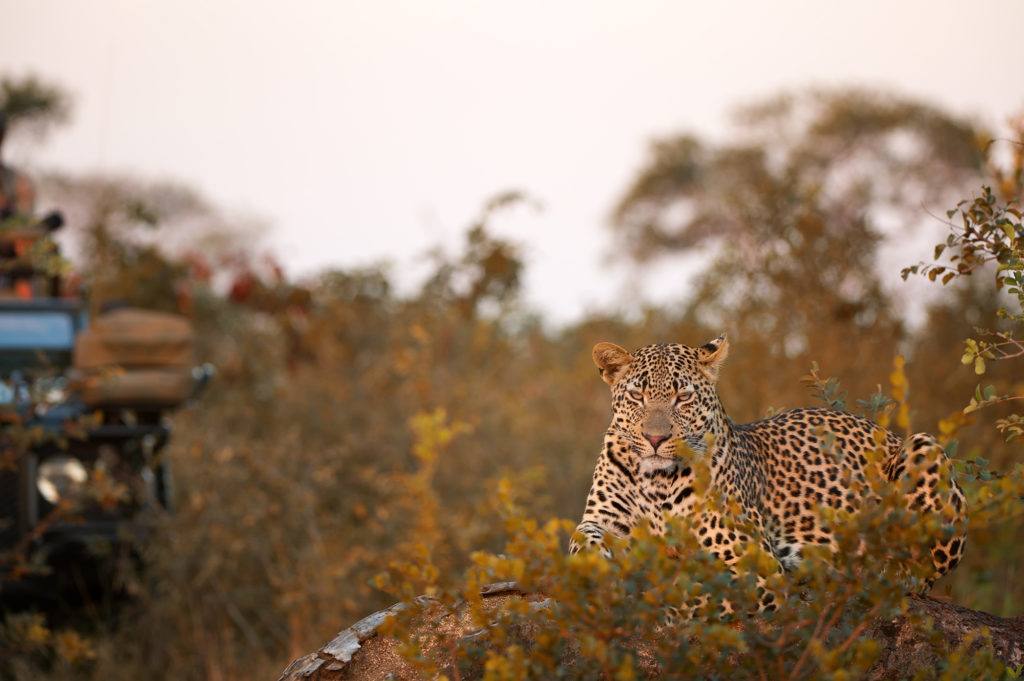 Leopards at Singita Sabi Sand, South Africa