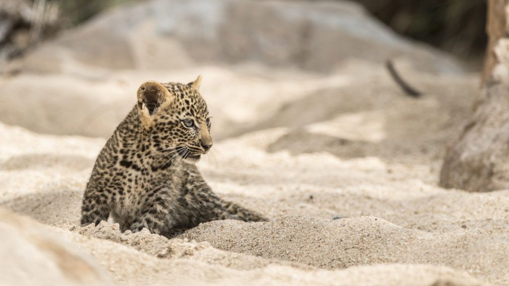 Leopards at Singita Sabi Sand, South Africa