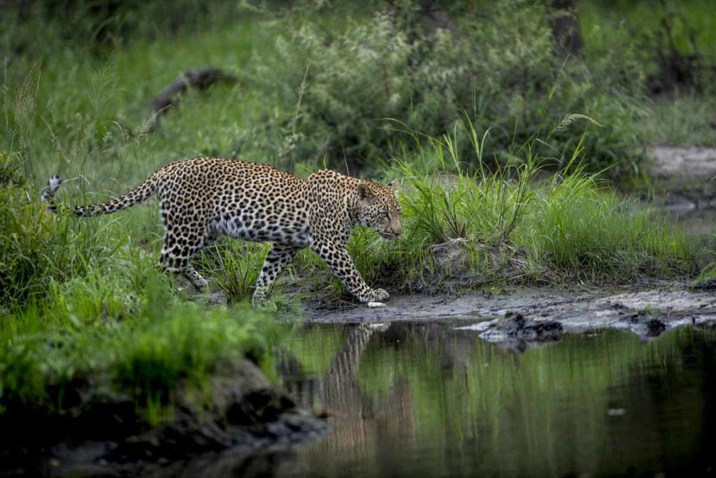Camera trap leopard survey at Singita Sabi Sand