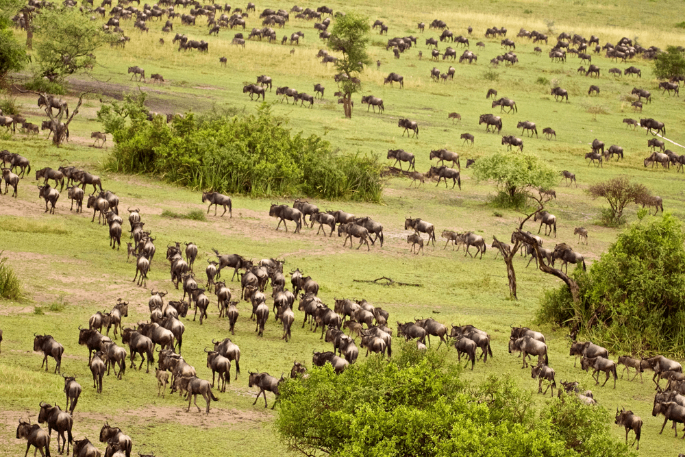 Singita Grumeti, Tanzania