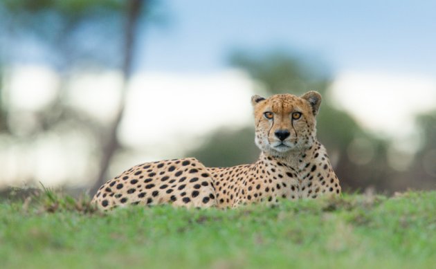 Cheetah kill at Singita Faru Faru Lodge | Marlon du Toit