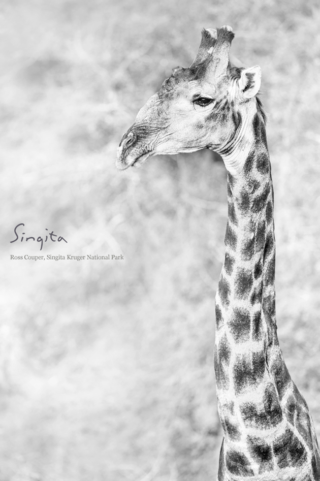 Best wildlife photos of 2013 | Singita