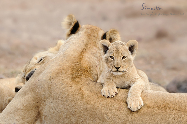 Best wildlife photos of 2013 | Singita