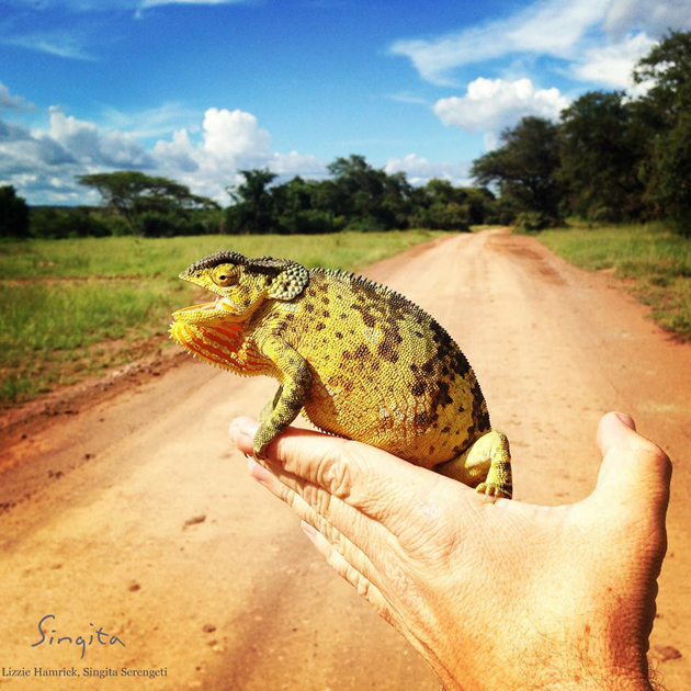 Flap-necked chameleon at Singita Grumeti