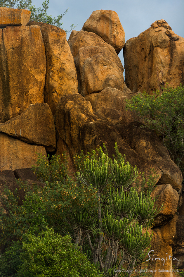 Lebombo euphorbias growing along a ridge at Singita Kruger National Park