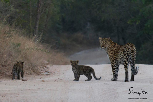 Leopard cubs at Singita Sabi Sand