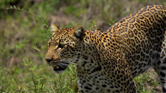 Leopard at Singita Grumeti, Tanzania