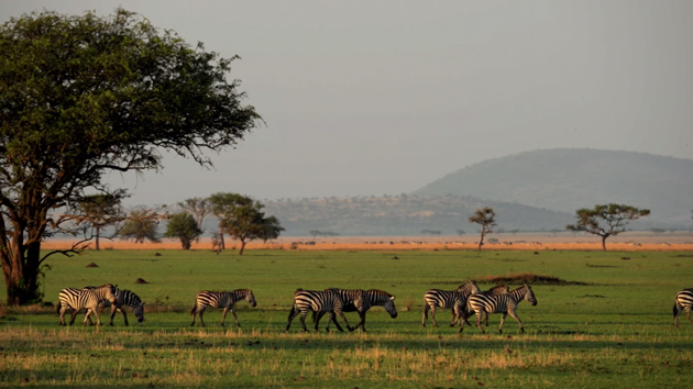 Zebra at Singita Grumeti, Tanzania