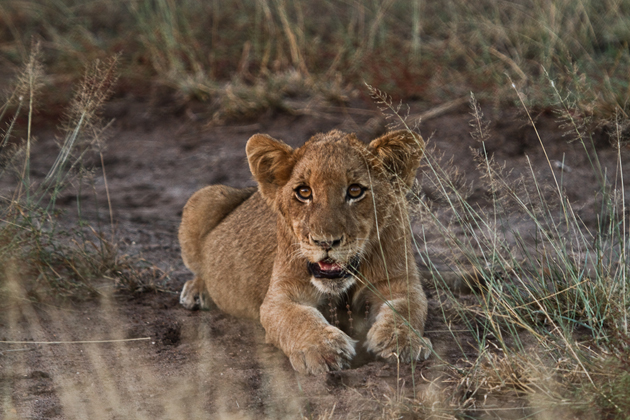 Lions cubs at Singita Kruger National Park