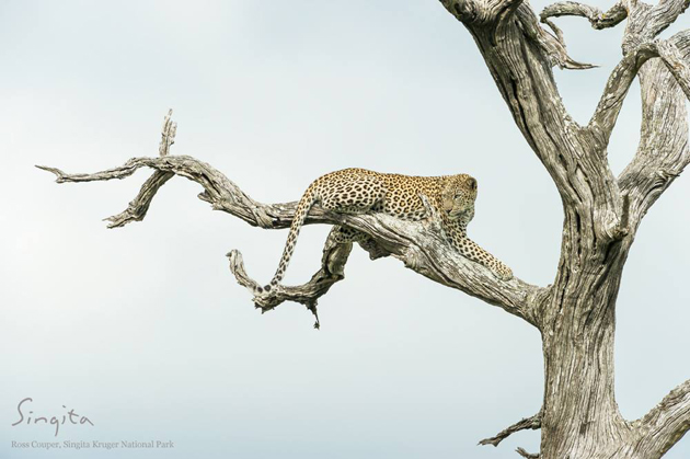Leopard in a leadwood tree | All Dolled Up