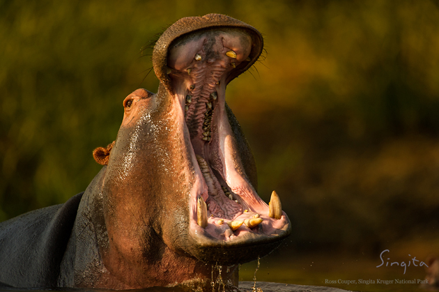Hippo by Ross Couper | Singita Kruger National Park