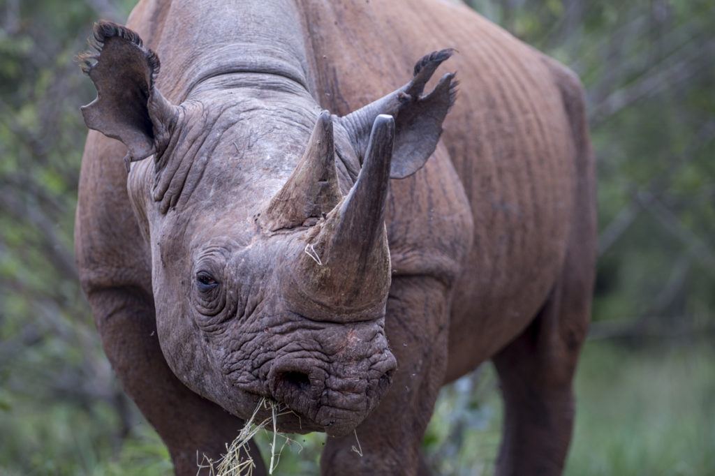 Rhino Reintroduction at Singita Grumeti