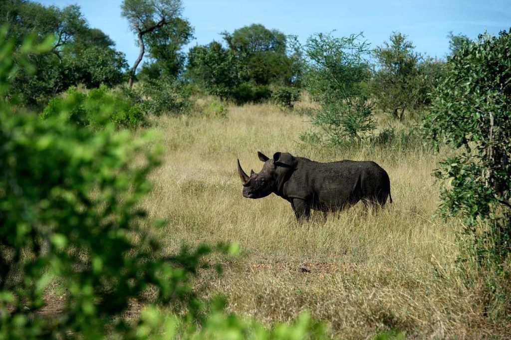 Rhino Conservation at Singita