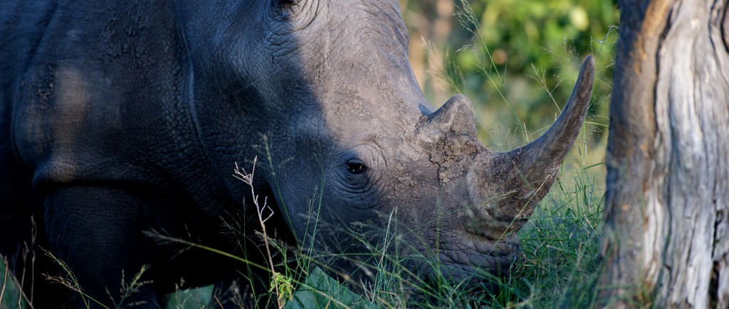 conservation-sabisand-rhino-banner (1)