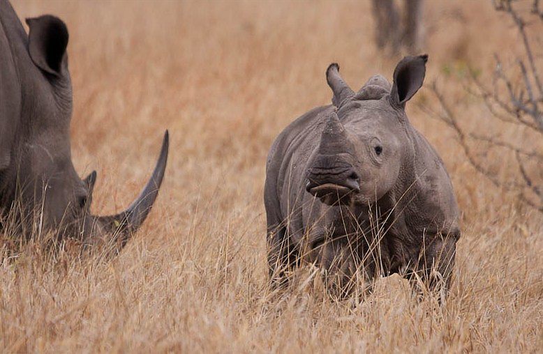 Rhino Conservation at Singita