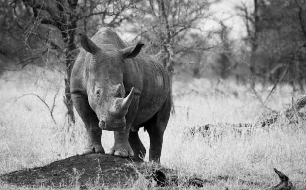 Singita Anti-Poaching Unit | World Rhino Day 2014