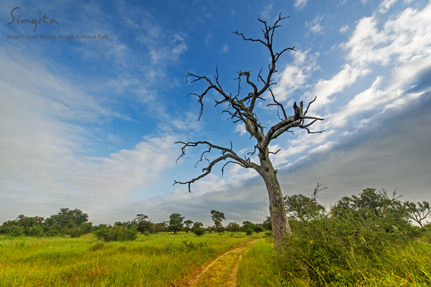 Leaded trees at Singita Kruger National Park