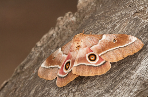 Mopane moth | Singita Kruger National Park