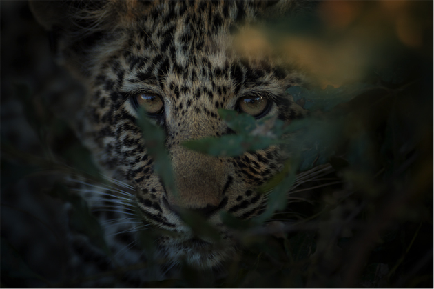 The leopards of Singita Sabi Sand