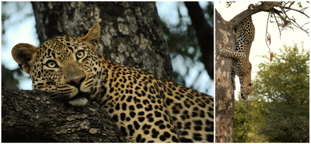 The leopards of Singita Sabi Sand