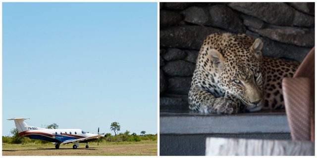 Leopard at the Singita Sabi Sand landing strip