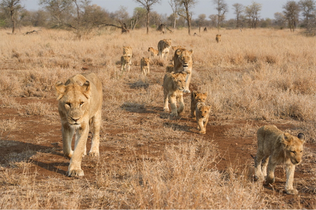 Lion Armies The Mega Prides Of Singita Kruger National Park Bush 0688