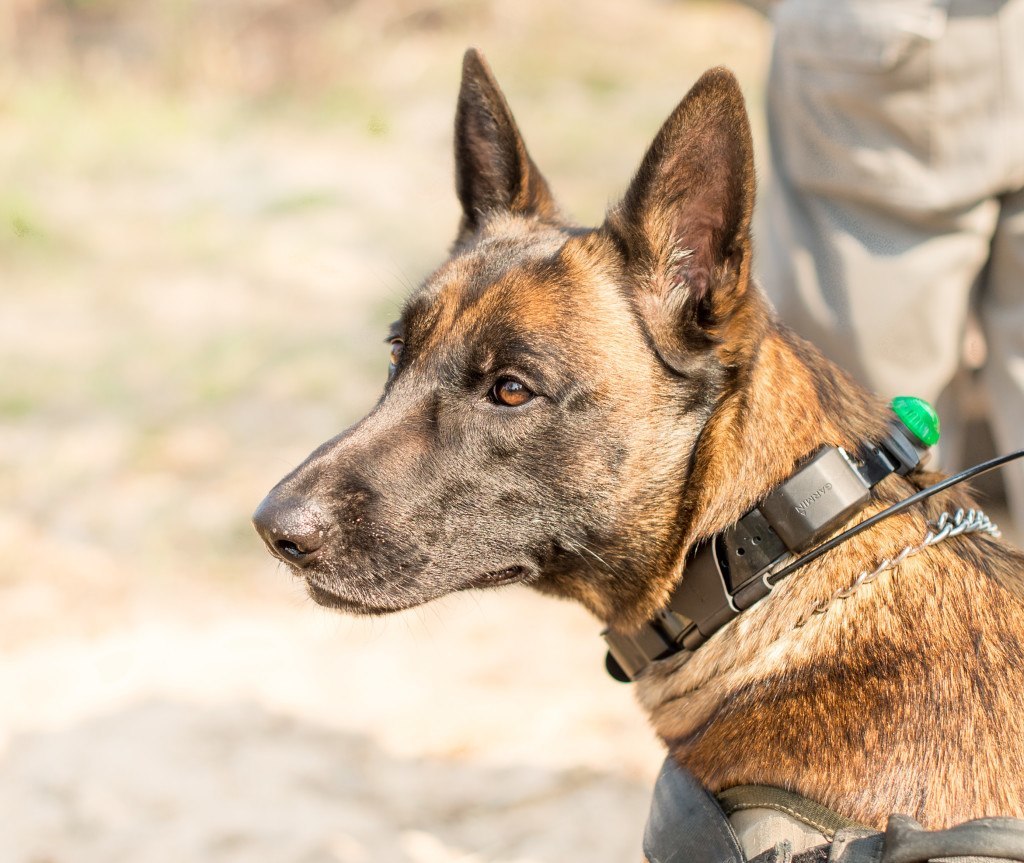 Singita K9 Anti-Poaching Unit