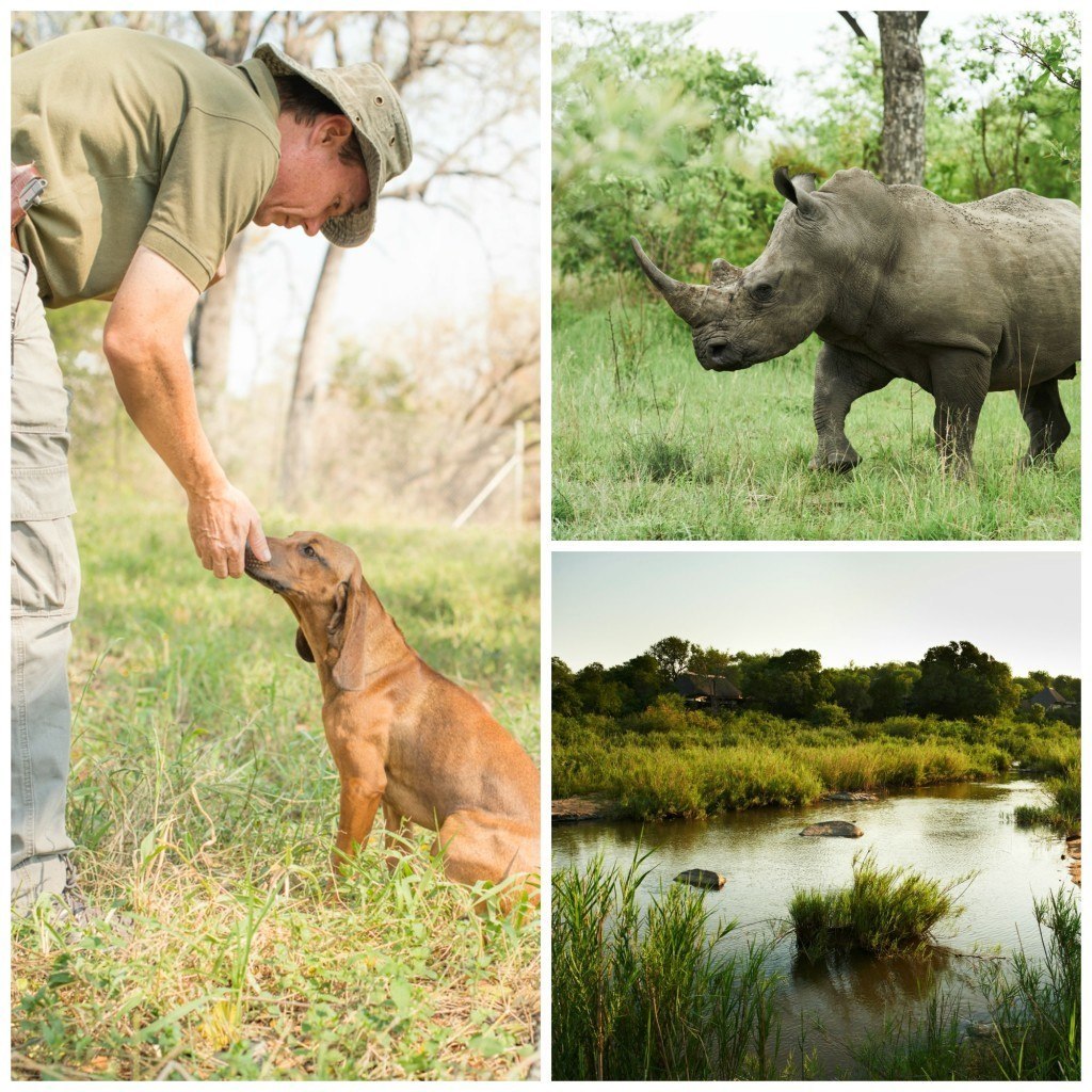 Singita K9 Anti-Poaching Unit