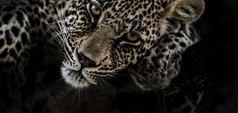 Wildlife Photography Tips by Ross Couper at Singita