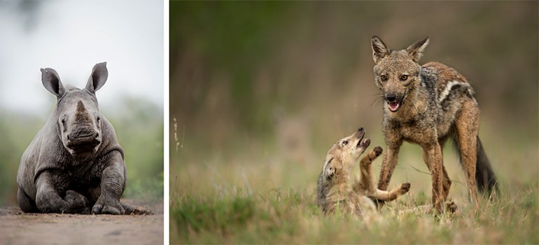 Wildlife Photography Tips by Ross Couper at Singita