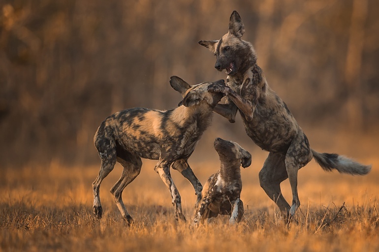 World Wildlife Day 2016 | Singita