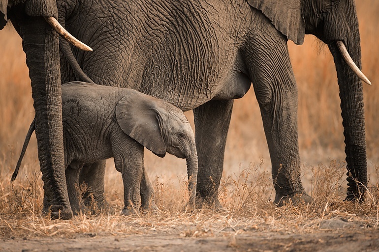 World Wildlife Day 2016 | Singita