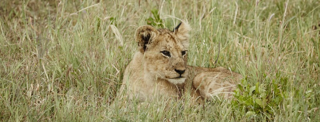 Lion cub at Singita