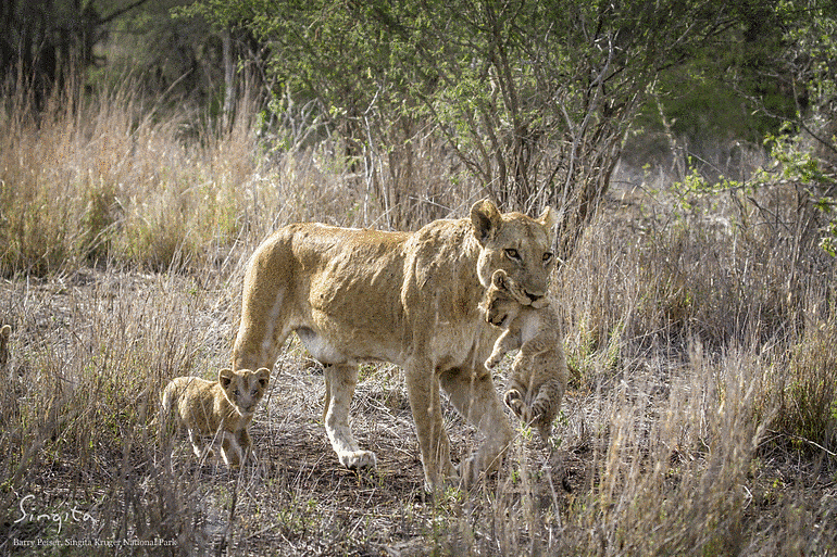 Mountain Pride cubs at Singita Kruger National Park