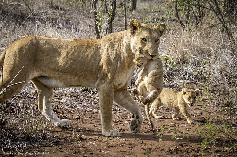 Mountain Pride cubs at Singita Kruger National Park