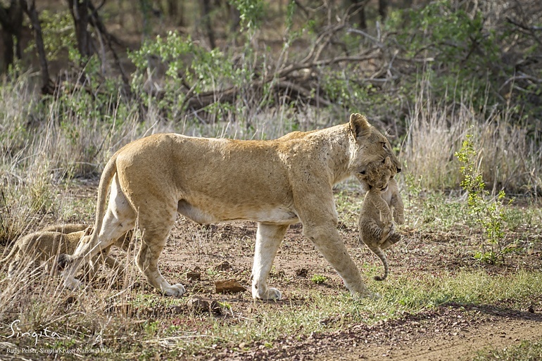 Mountain Pride cubs at Singita Kruger National Park