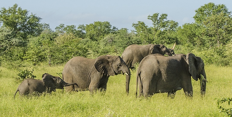 Wildlife report from Singita Pamushana