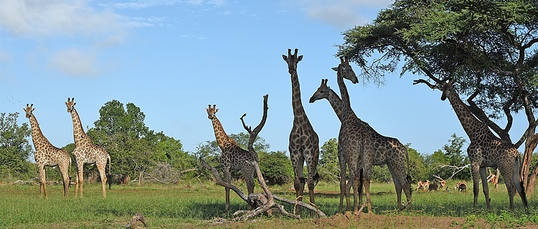 Wildlife report from Singita Pamushana