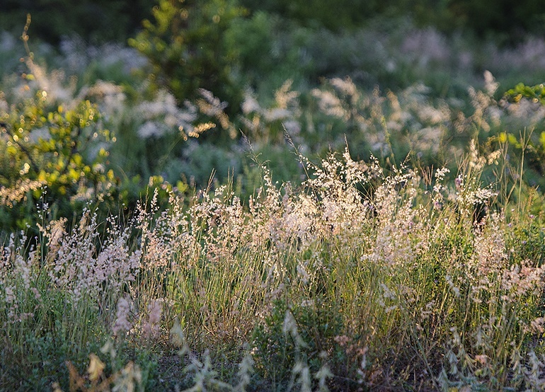 Wildlife report from Singita Pamushana