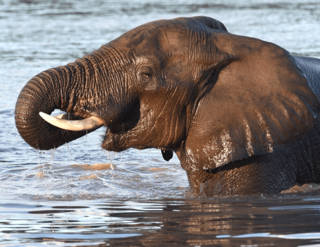 Elephants at Singita Pamushana