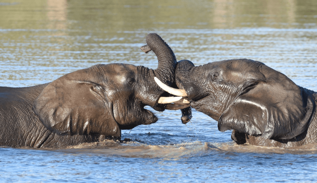 Elephants at Singita Pamushana