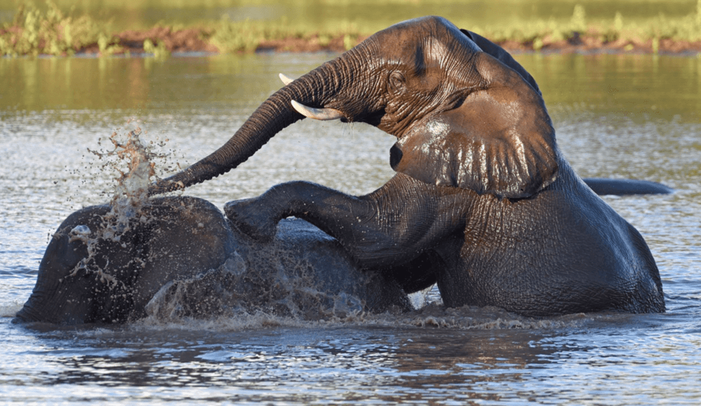 Elephants at Singita Pamushana