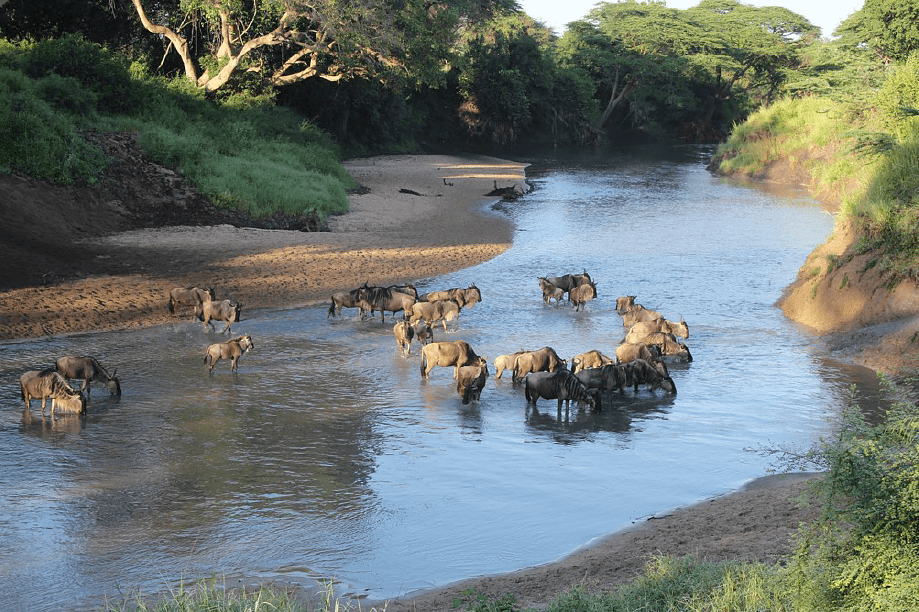 The Great Migration at Singita Grumeti