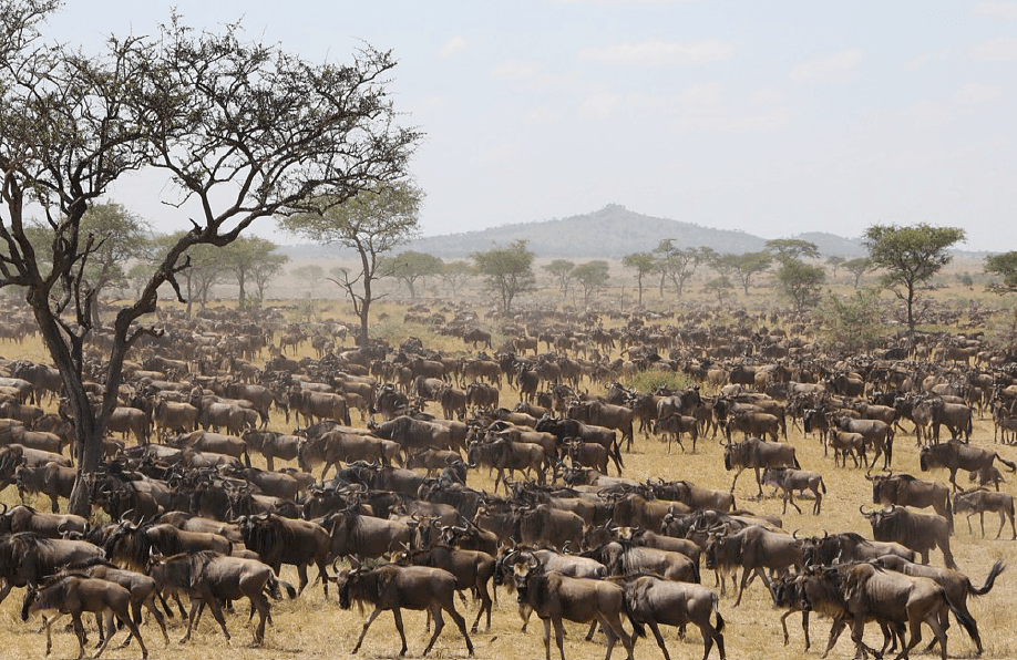 The Great Migration at Singita Grumeti