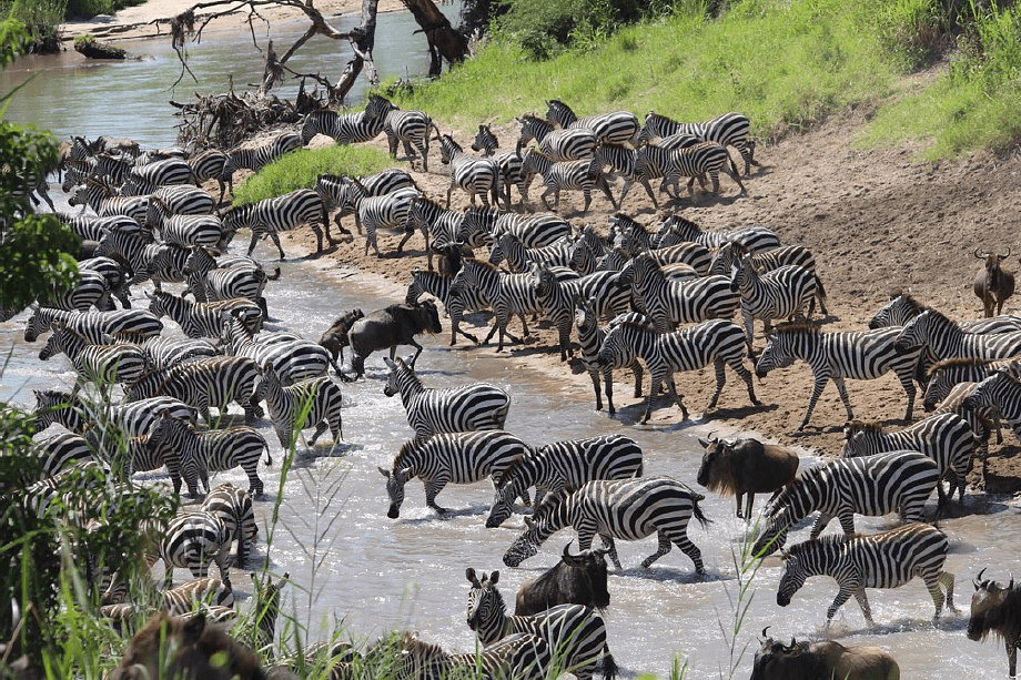 The Great Migration at Singita Grumeti