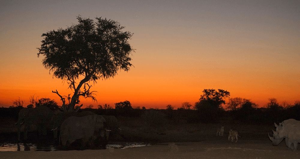 Singita Pamushana Wildlife Snapshot