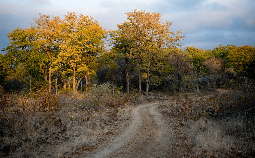 Singita Pamushana Wildlife Snapshot