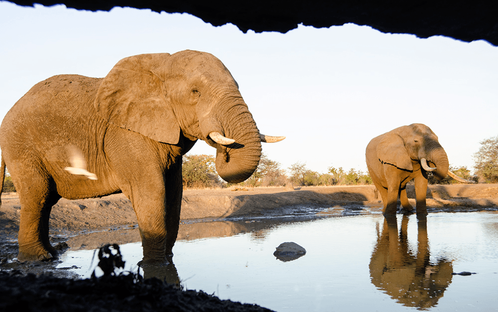 Singita Pamushana Wildlife Snapshot